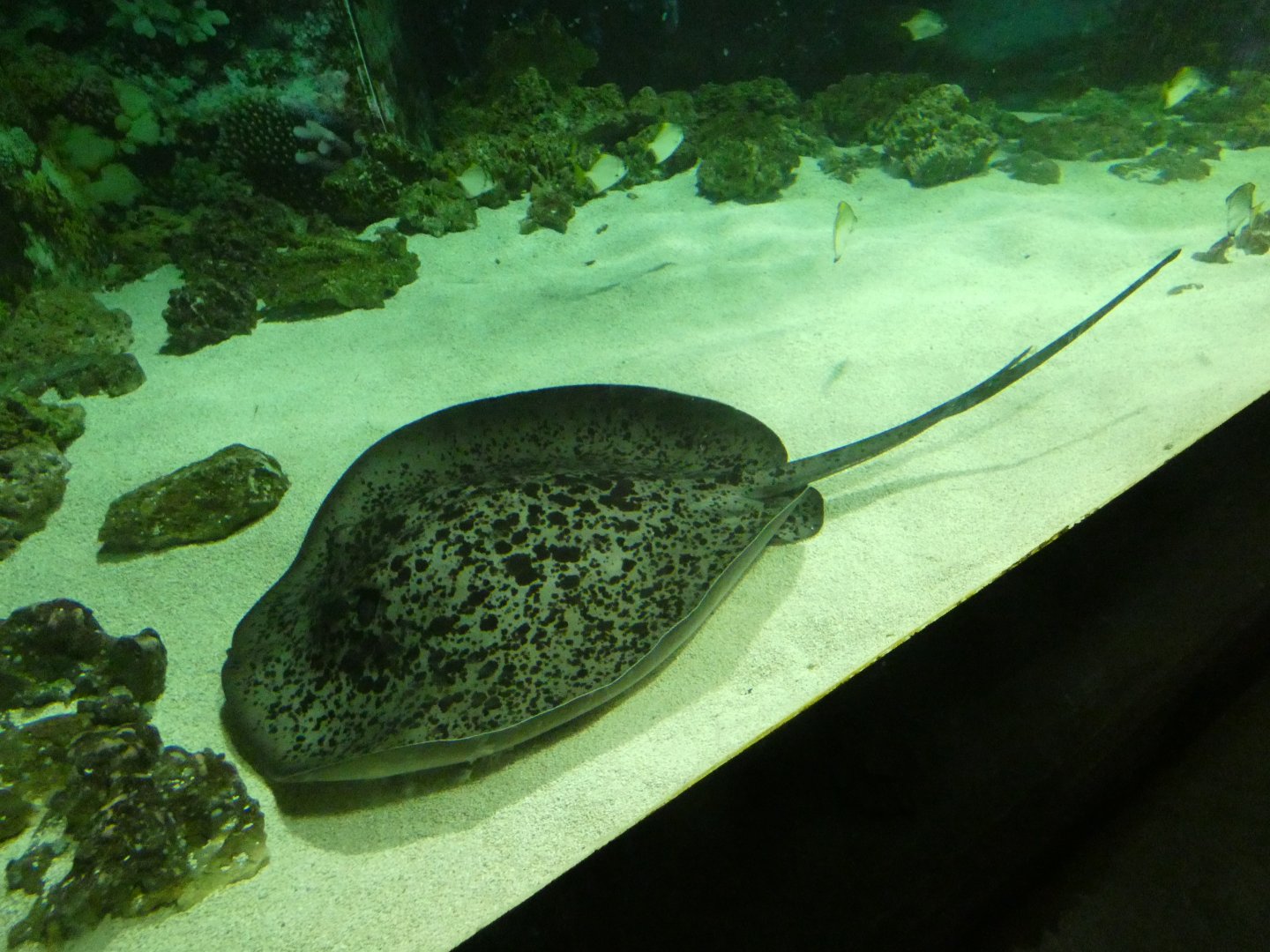 Round ribbontail ray