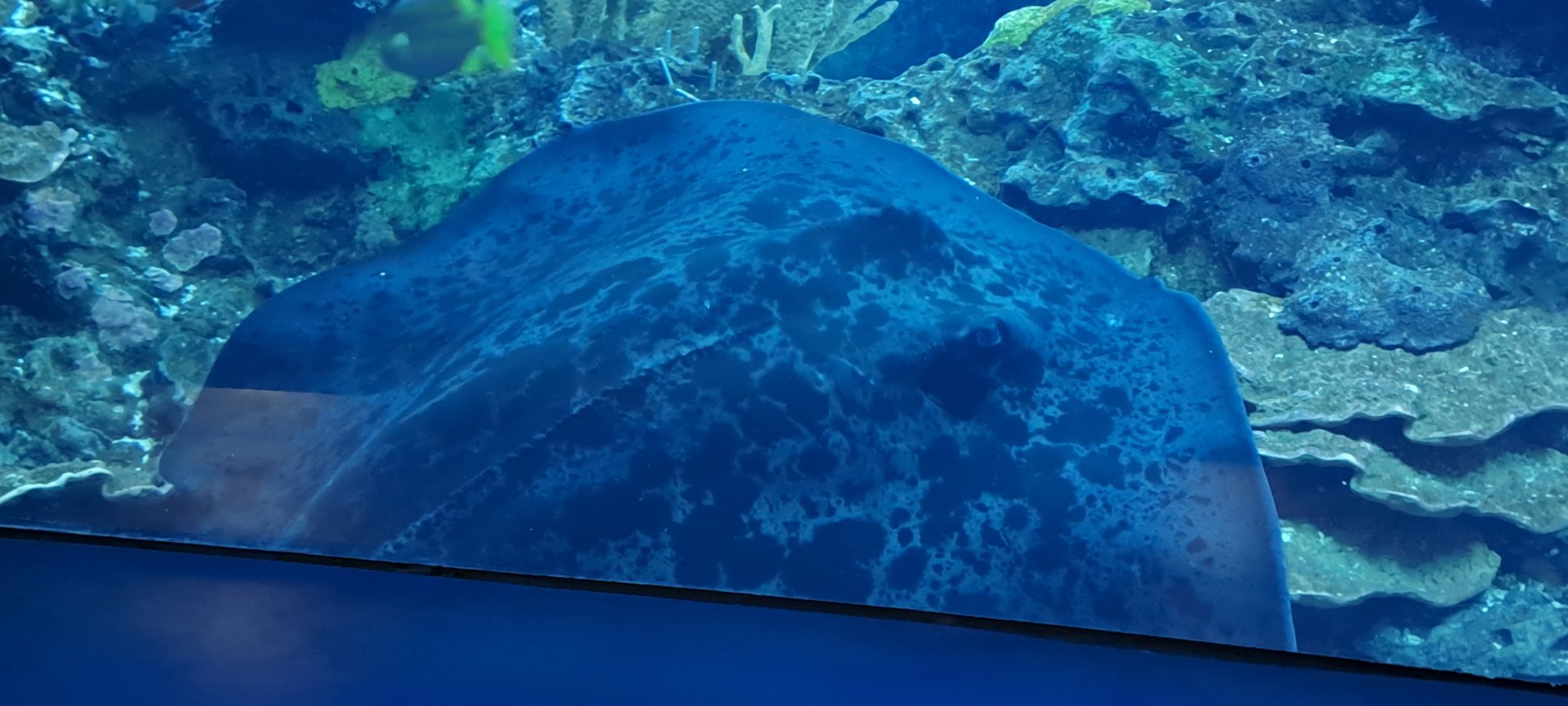 Round Ribbontail Ray