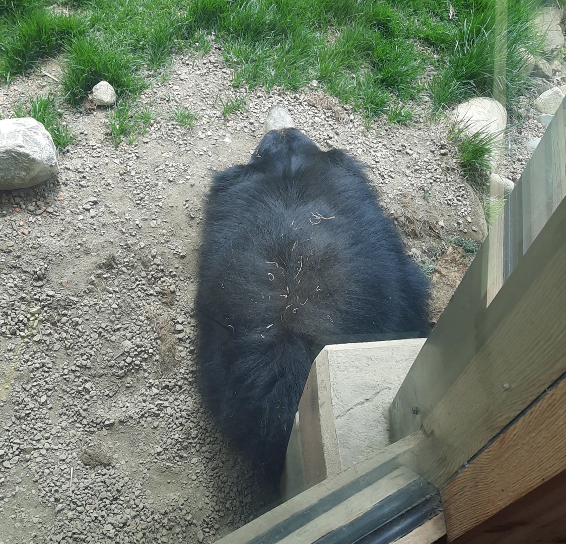 Round Sloth Bear