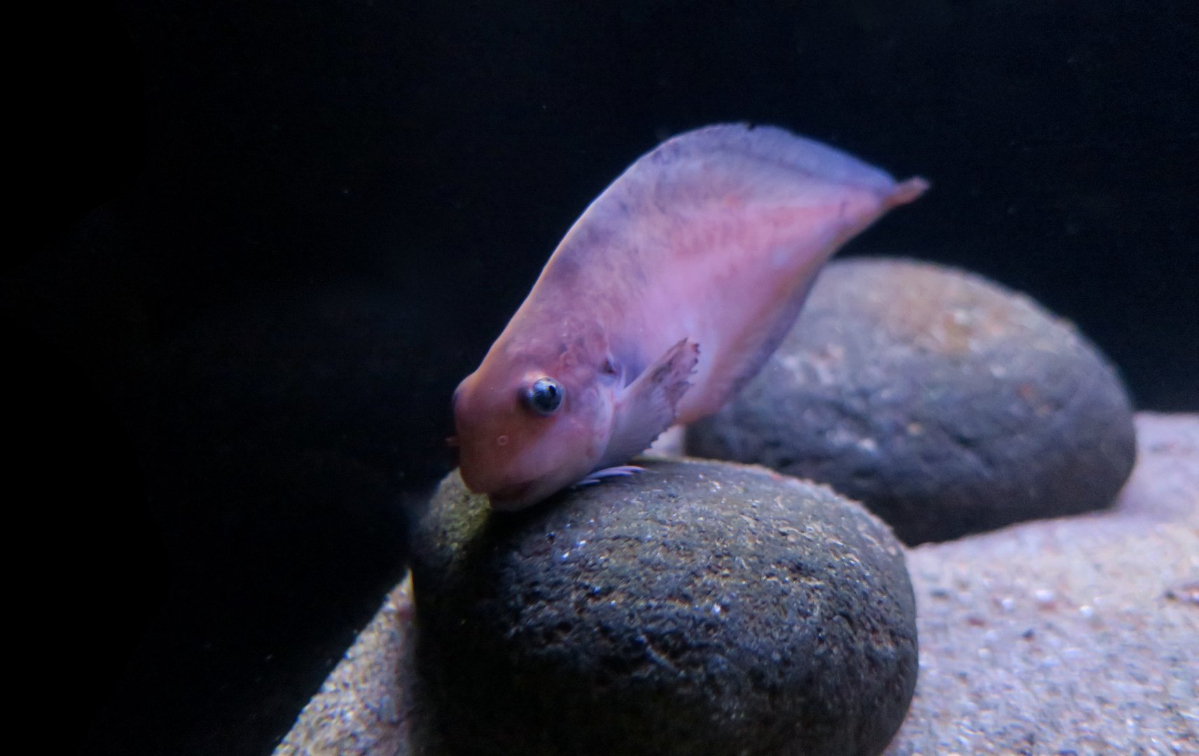 Round Snailfish (Careproctus roseofuscus)