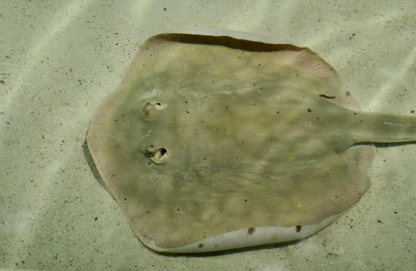 Round Stingray (Urobatis halleri)