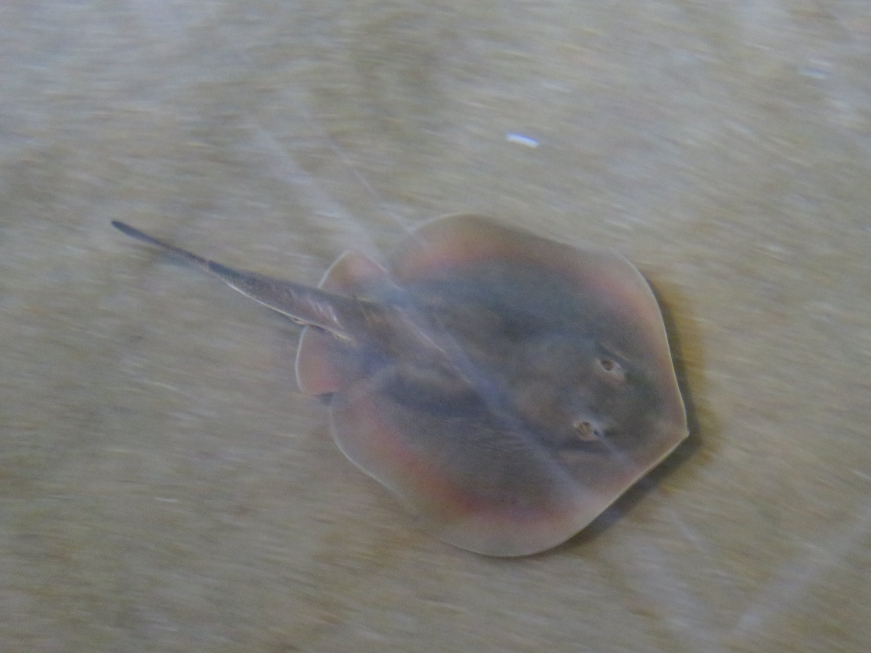 Round Stingray