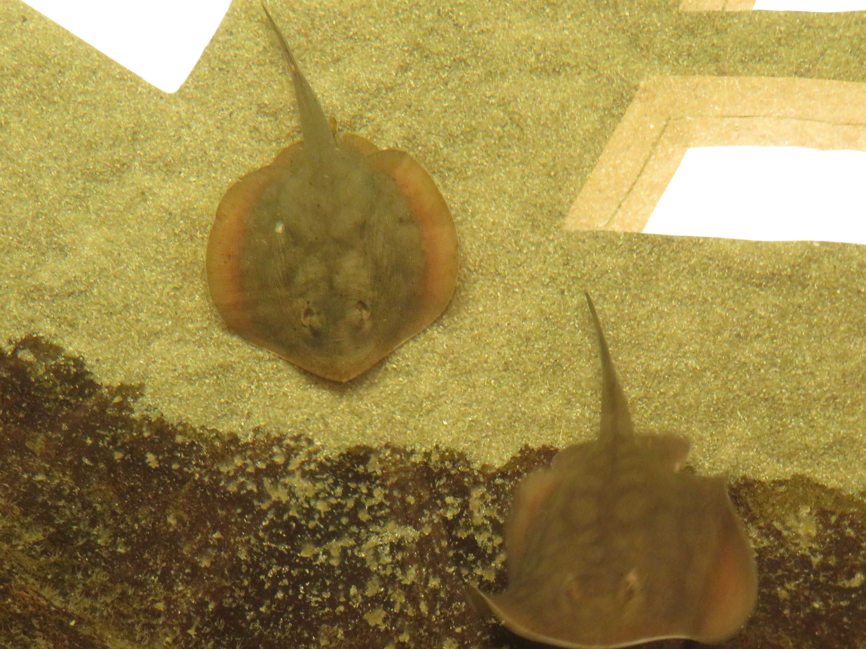 Round Stingrays