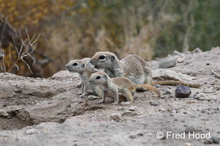 Round-tailed ground squirrel family