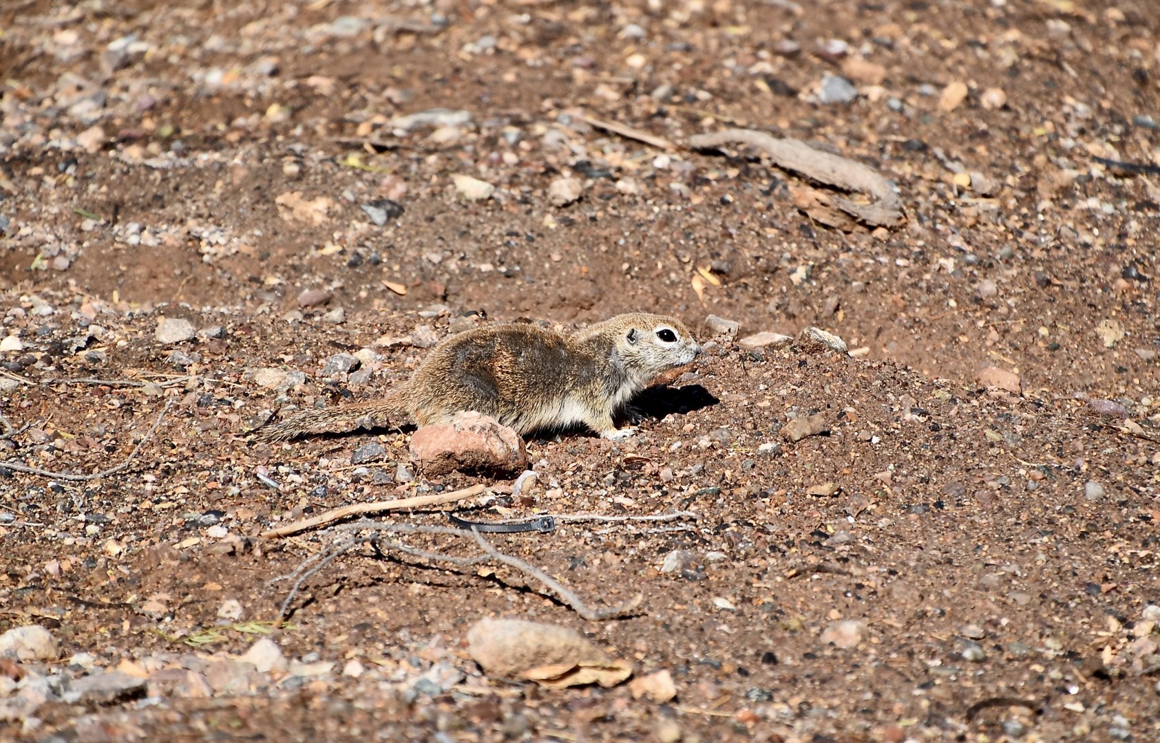 Round-Tailed Ground Squirrel (Xerospermophilus tereticaudus) - wild