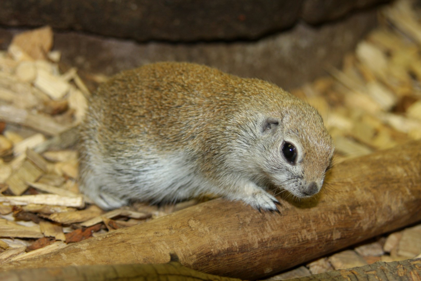 round-tailed ground squirrel (Xerospermophilus tereticaudus)