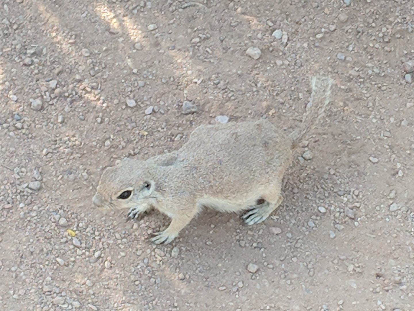 Round tailed ground squirrel (Xerospermophilus tereticaudus)