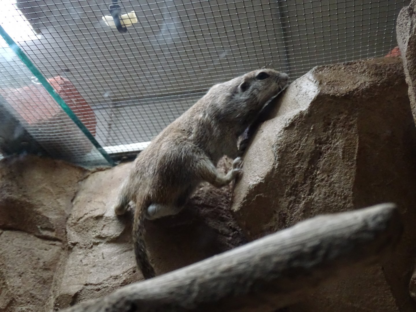 Round-tailed ground squirrel (Xerospermophilus tereticaudus)