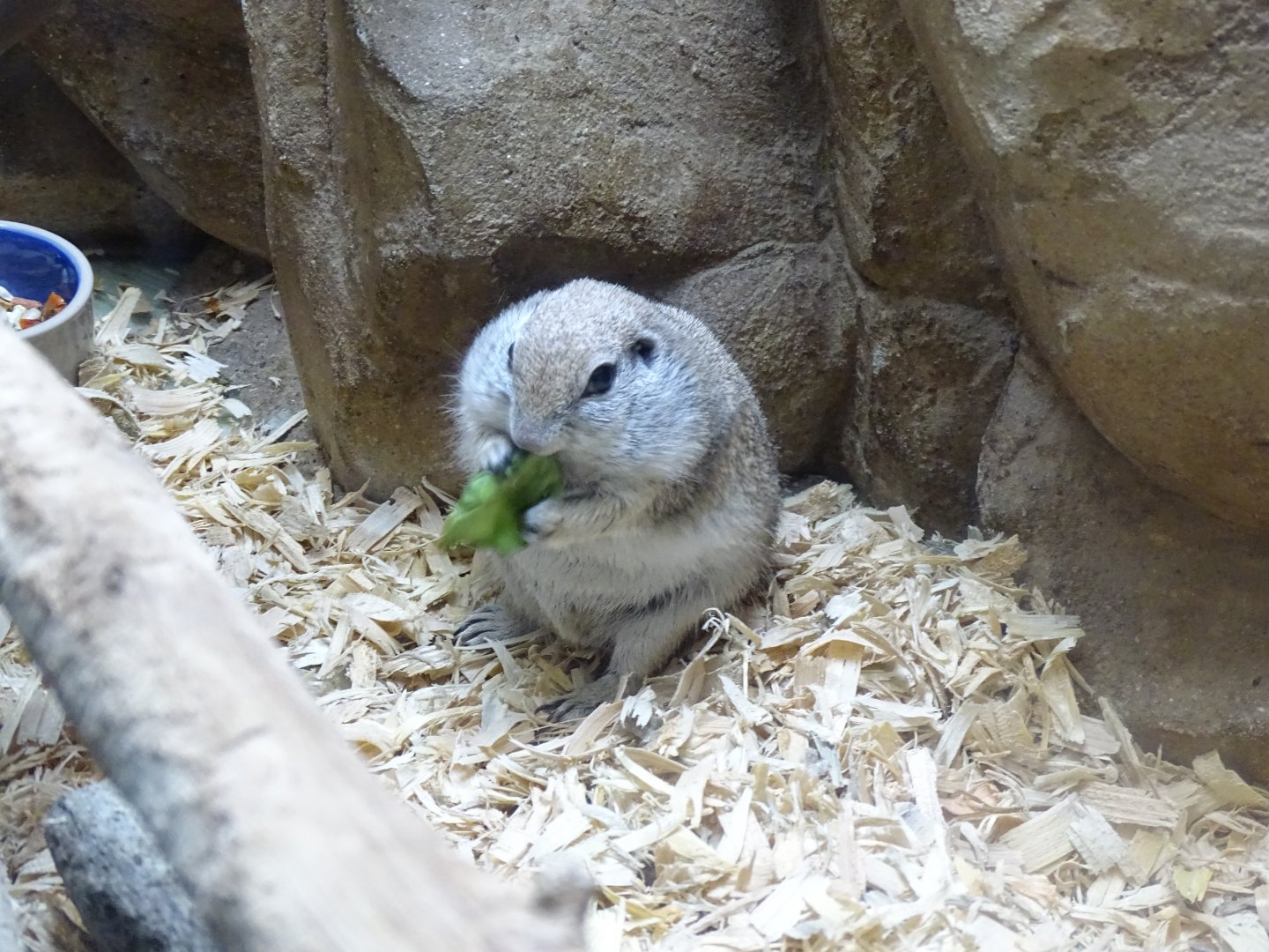 Round-tailed ground squirrel (Xerospermophilus tereticaudus)