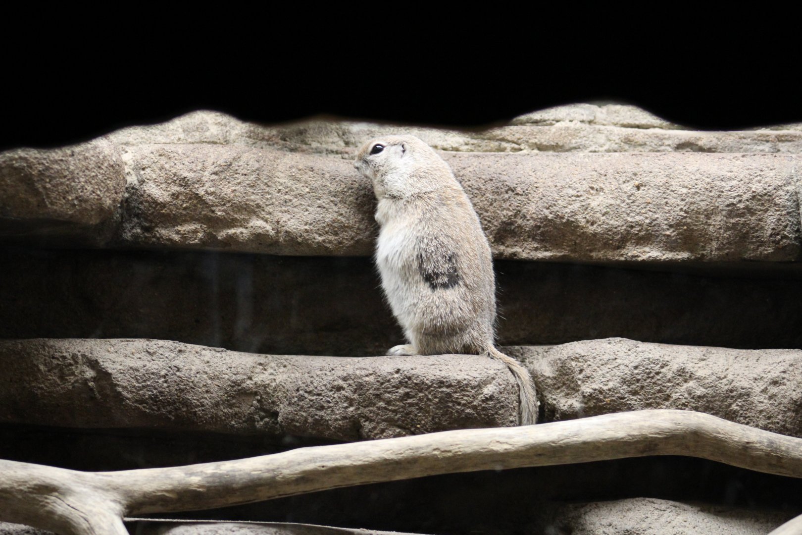 Round-Tailed Ground Squirrel