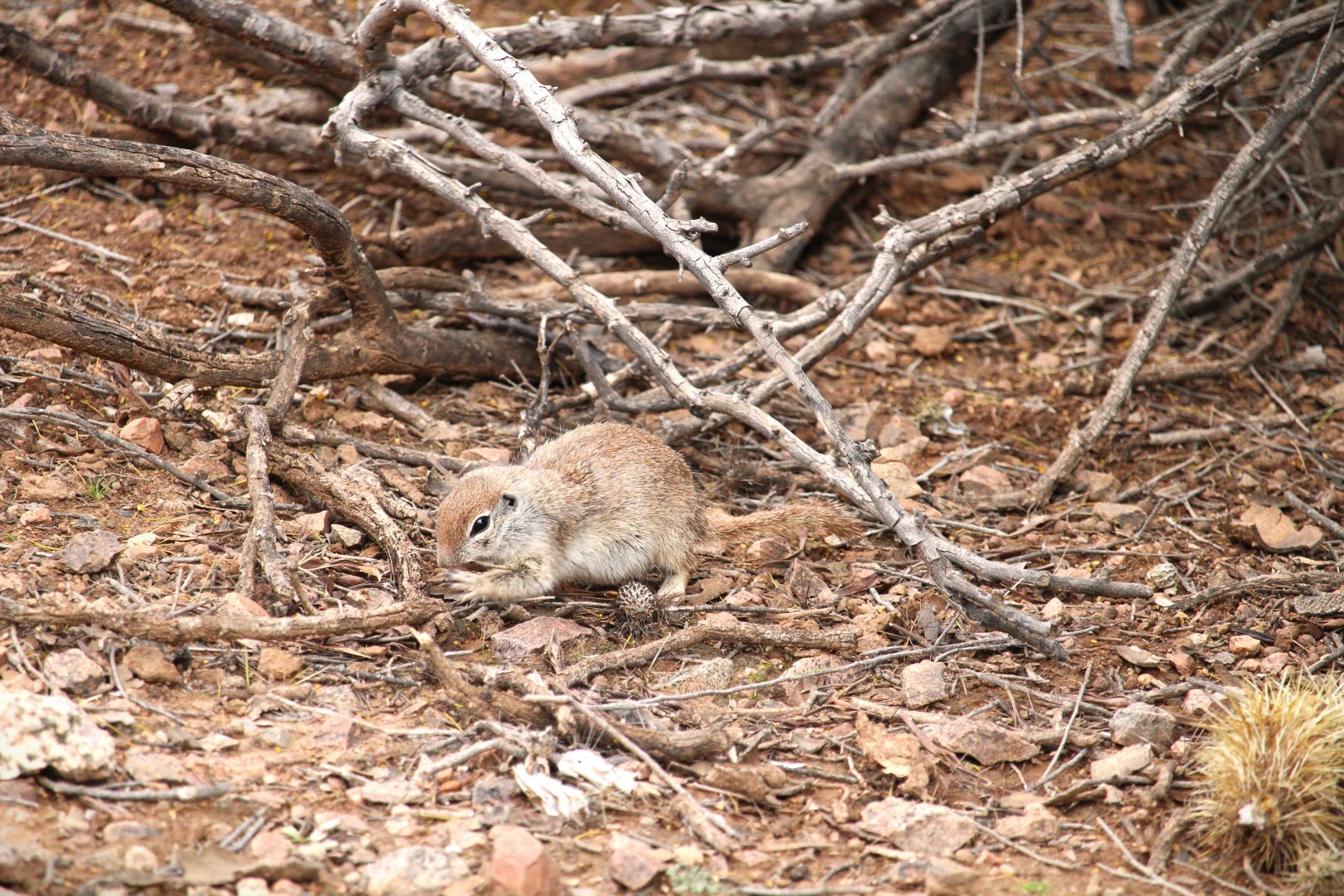 Round-tailed Ground Squirrel
