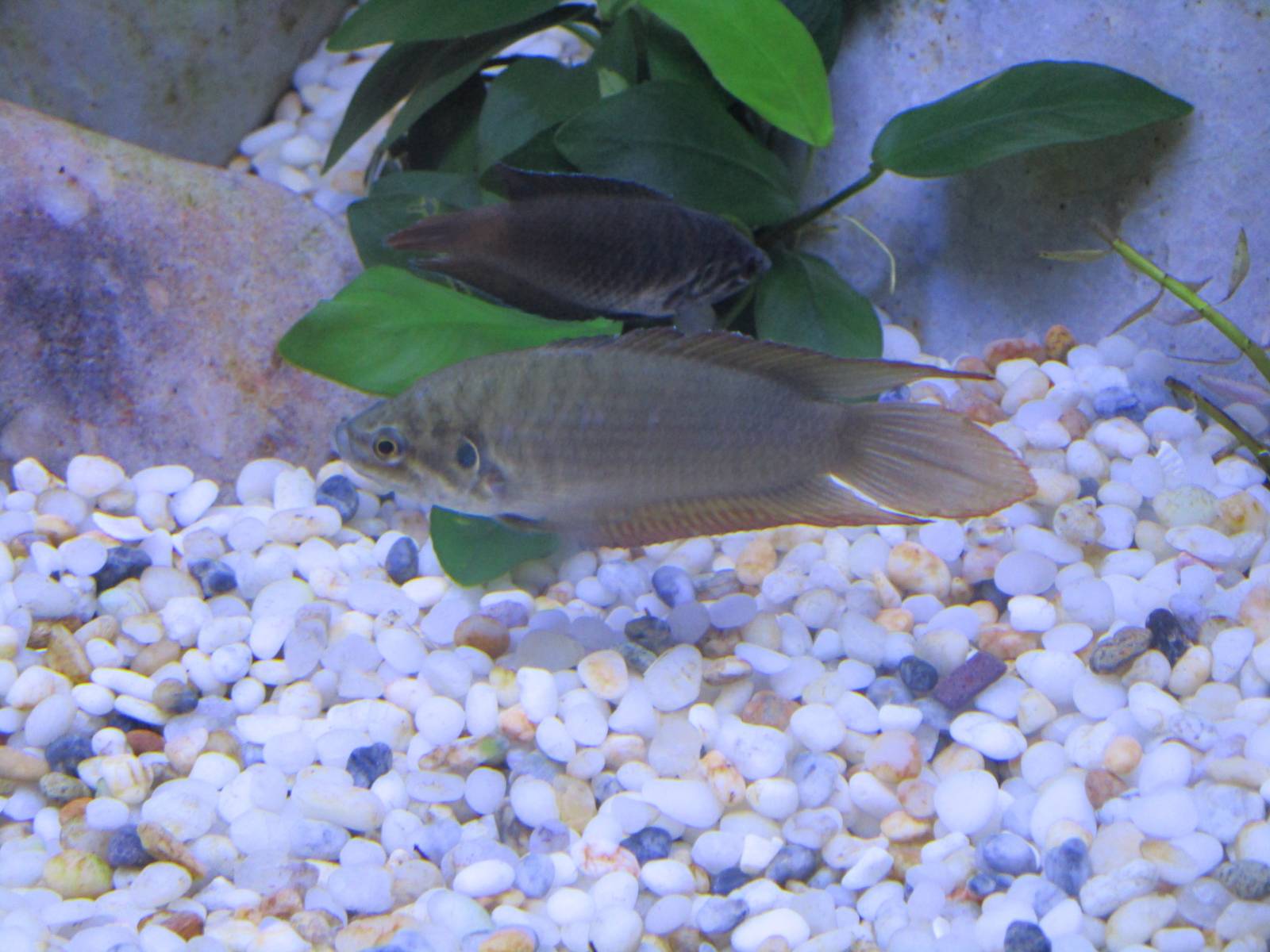 Round Tailed Paradise Fish