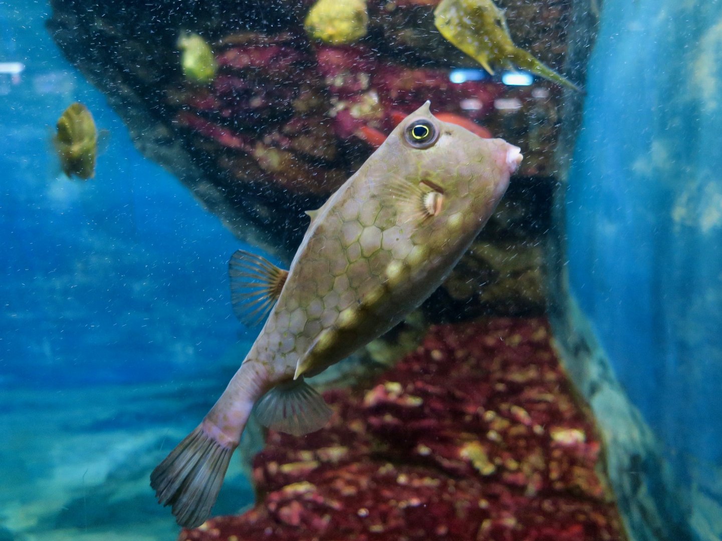 Roundbelly Cowfish (Lactoria diaphana)