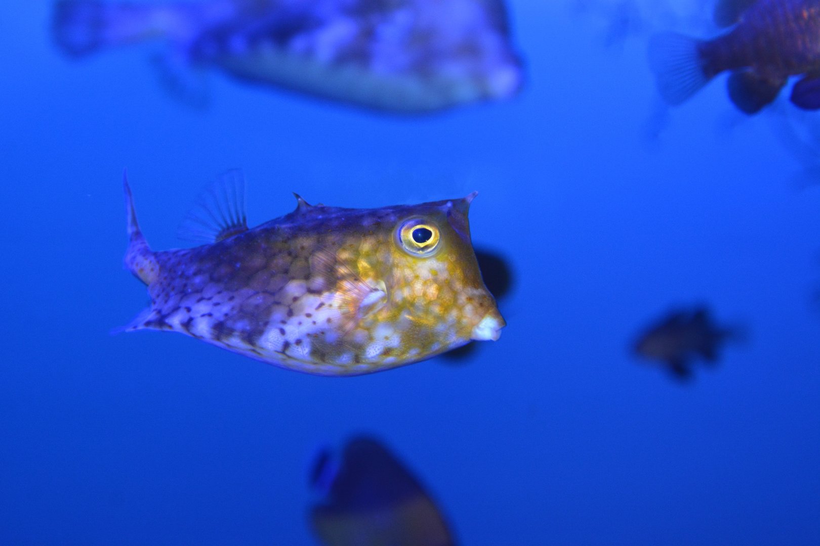 Roundbelly cowfish (Lactoria diaphana)