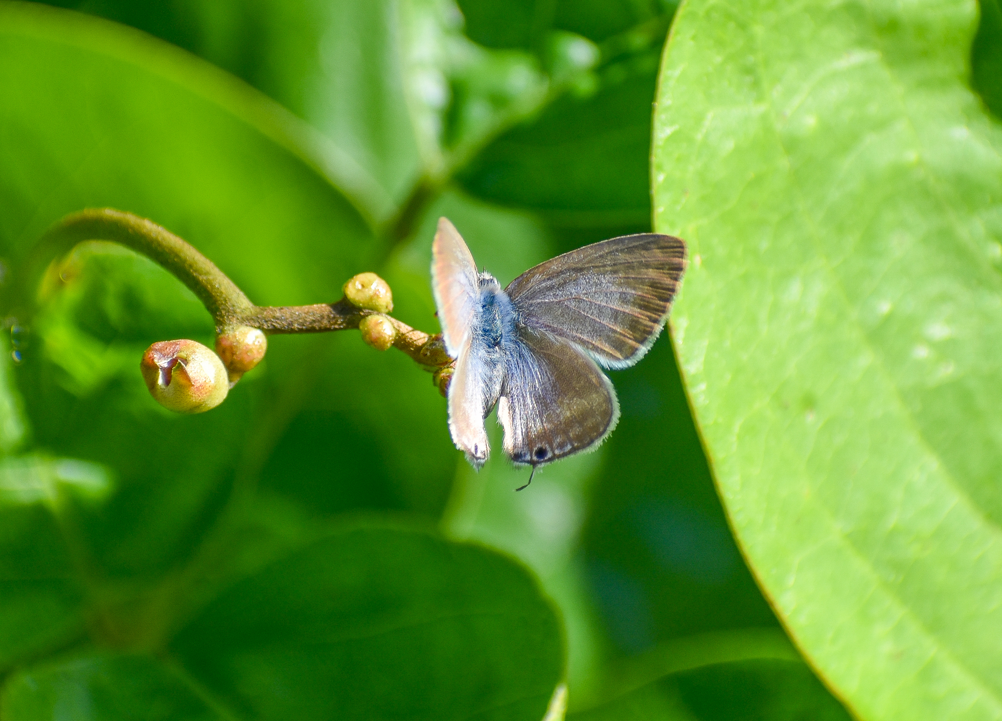 Rounded Sixline Blue (Nacaduba berenice)