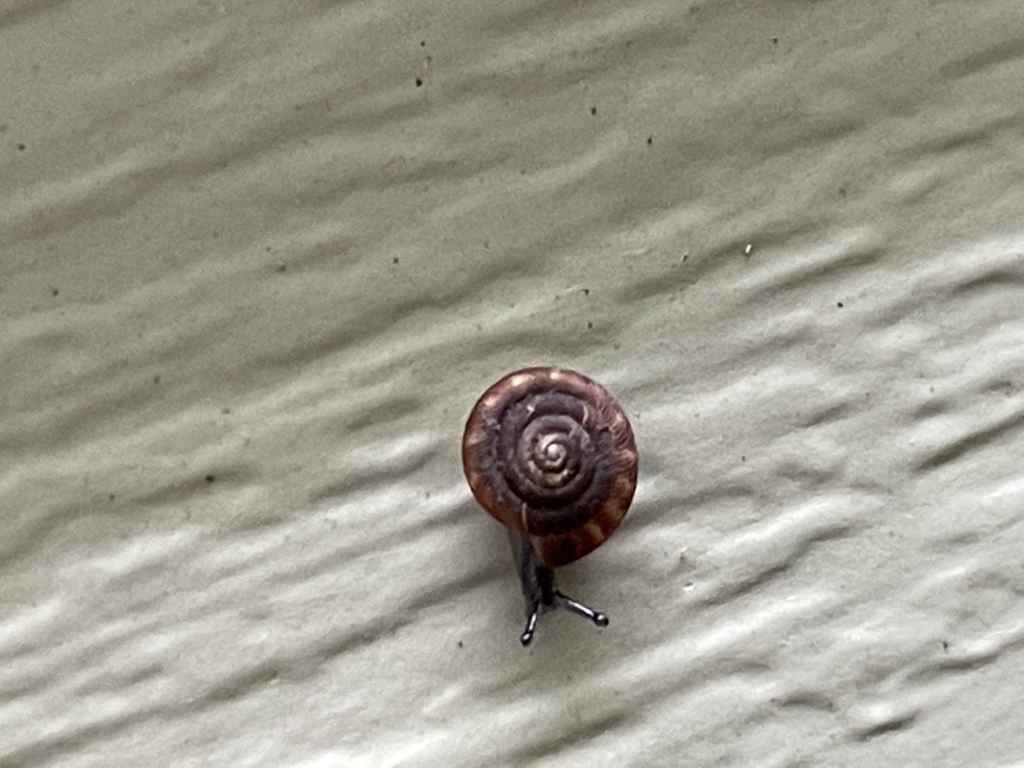 Rounded snail