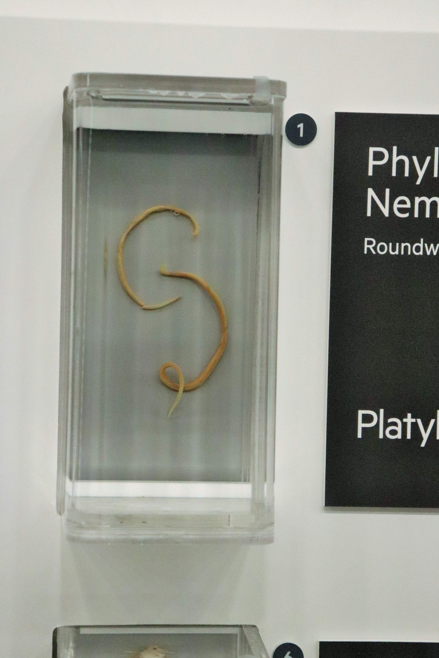 Roundworm (Ophidascaris robertsi)