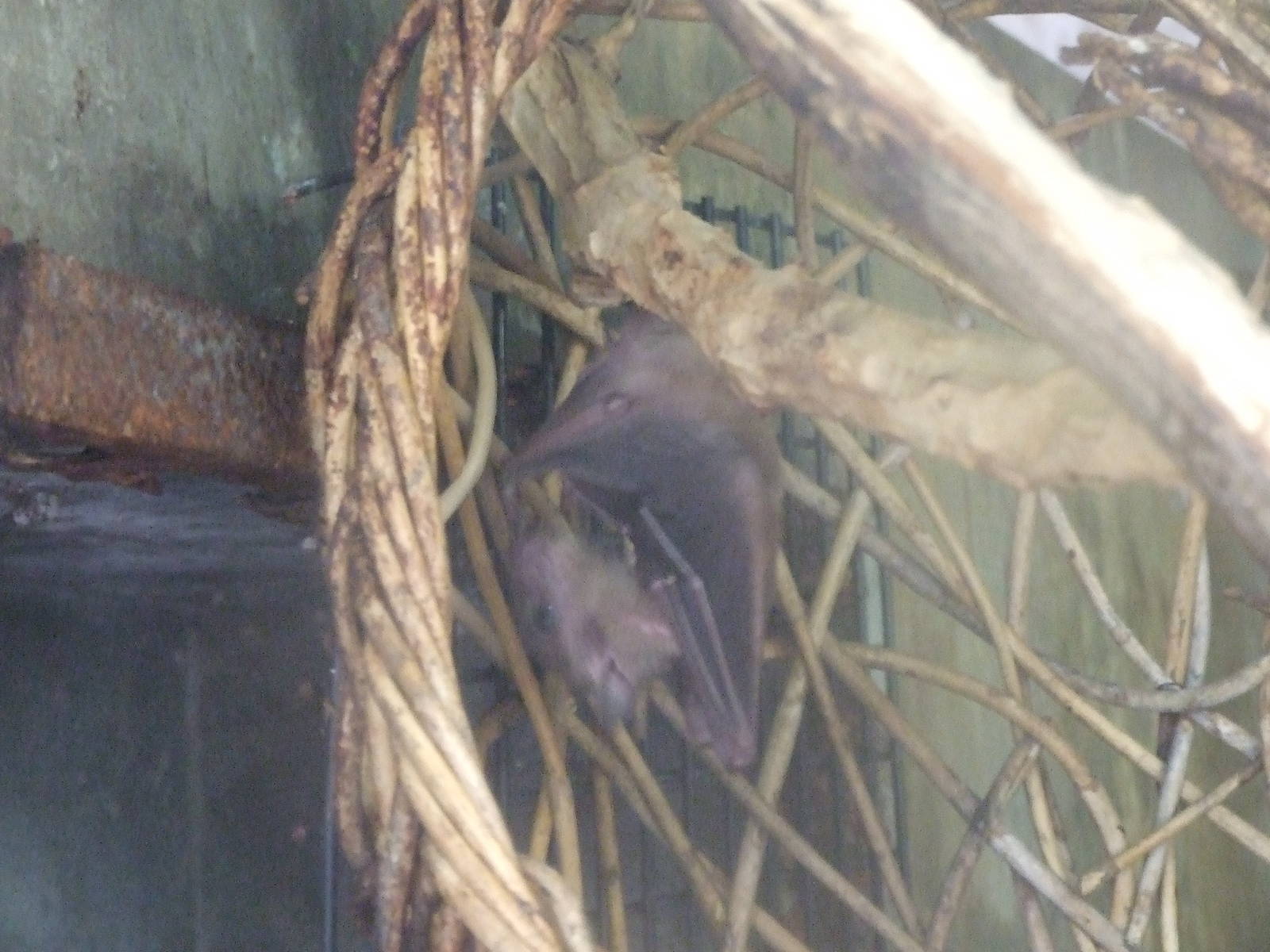 rousette (Rousettus sp.)