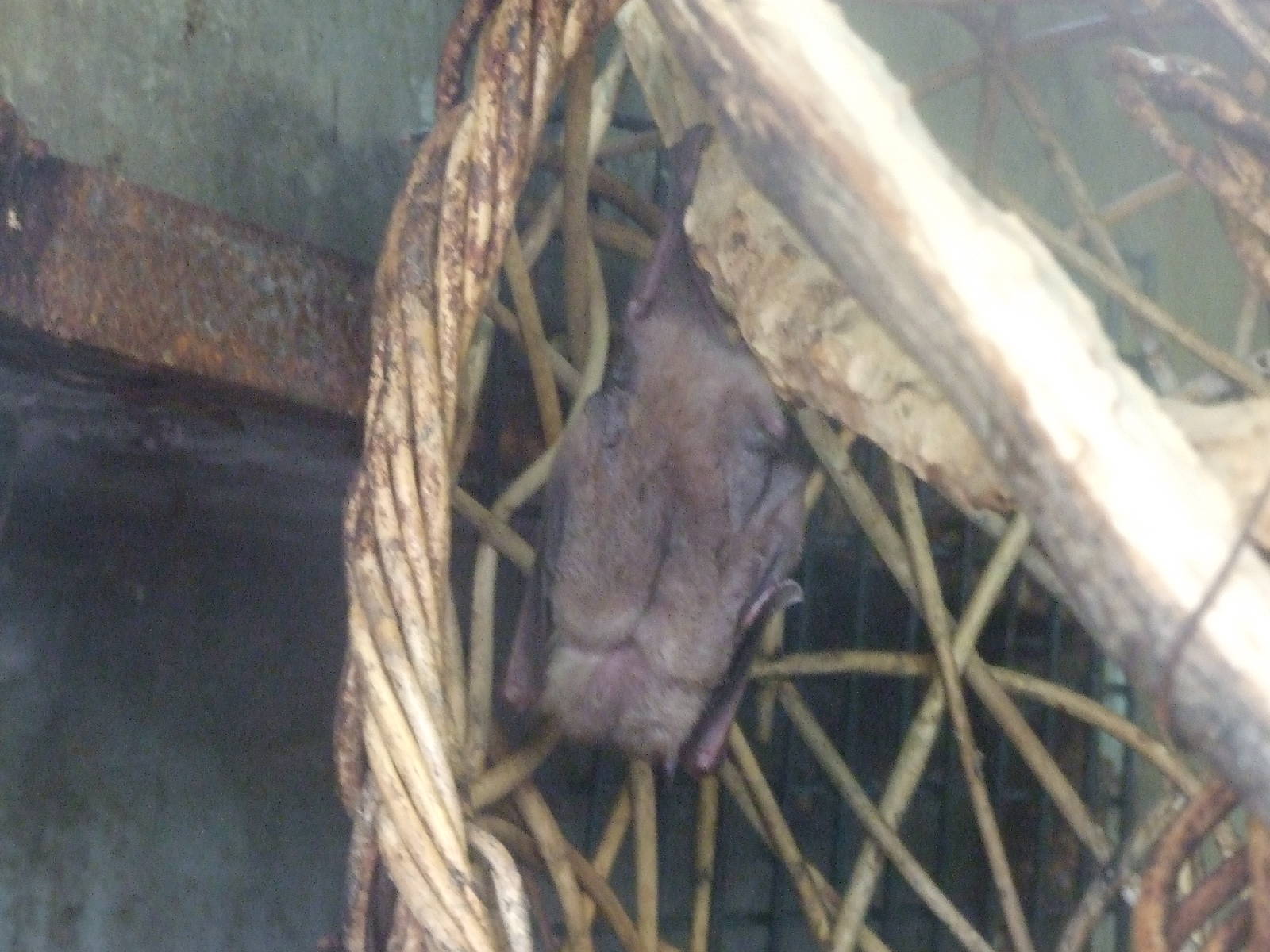 rousette (Rousettus sp.)