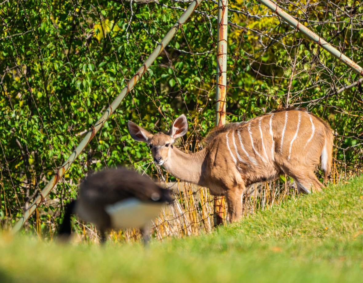Roux the Greater Kudu girl