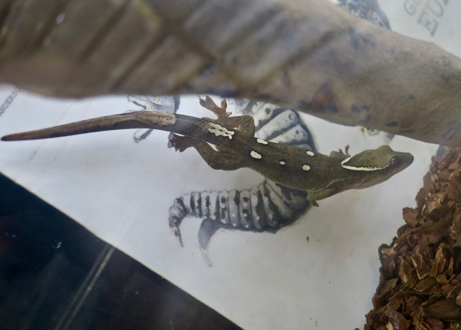 Roux's Giant Gecko (Correlophus sarasinorum)