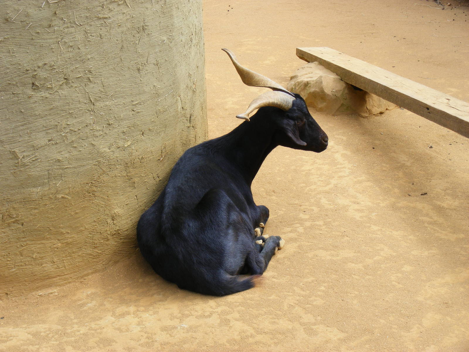 Rove goat in African walk through exhibit at Colchester Zoo, 28 August 2009