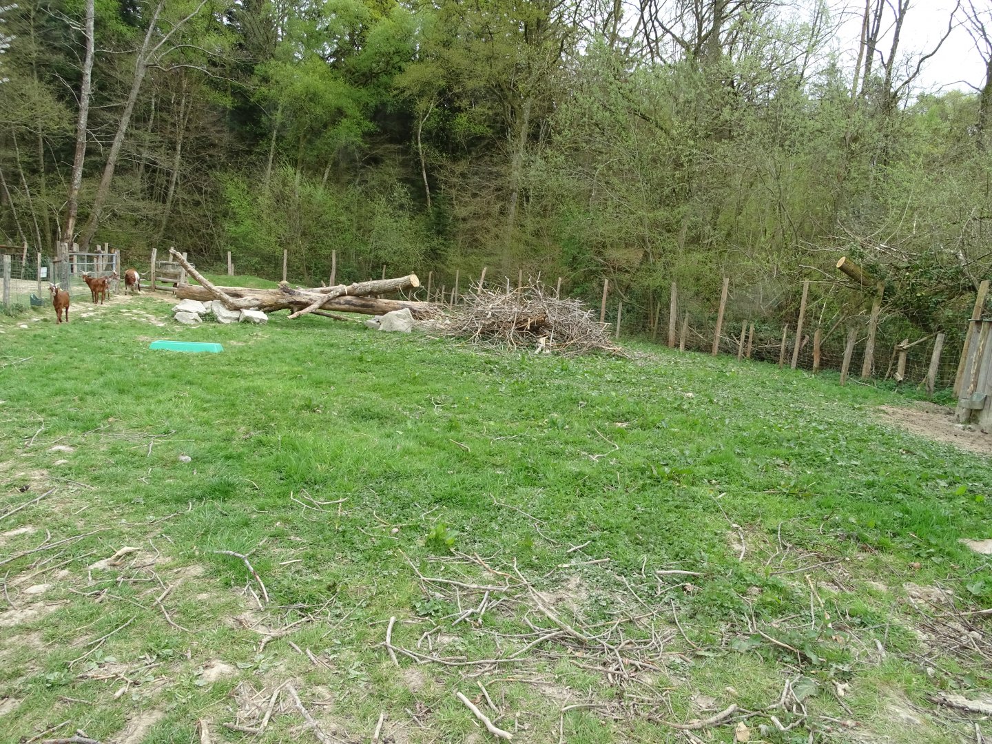 Rove goats exhibit - Parc animalier d'Ecouves