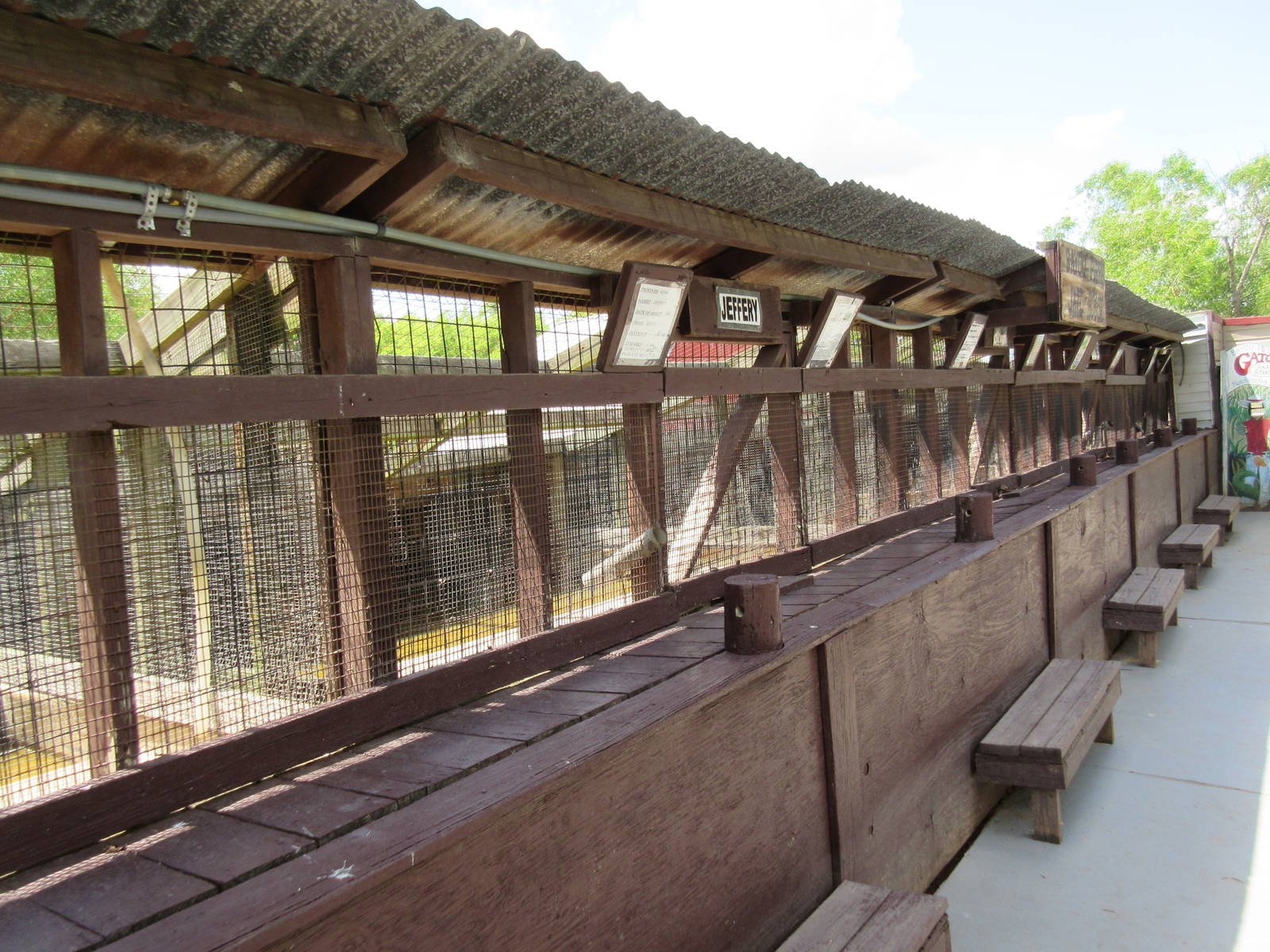 Row of Alligator Snapping Turtle Exhibits