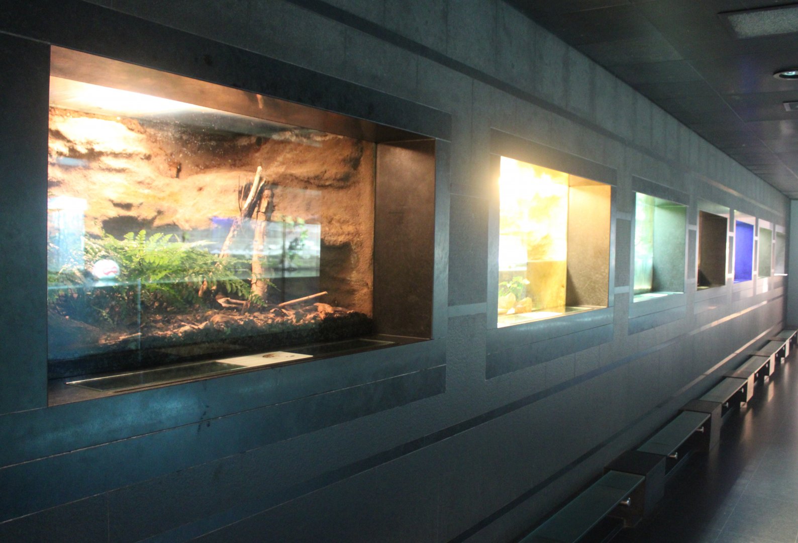 Row of Amphibian-enclosures