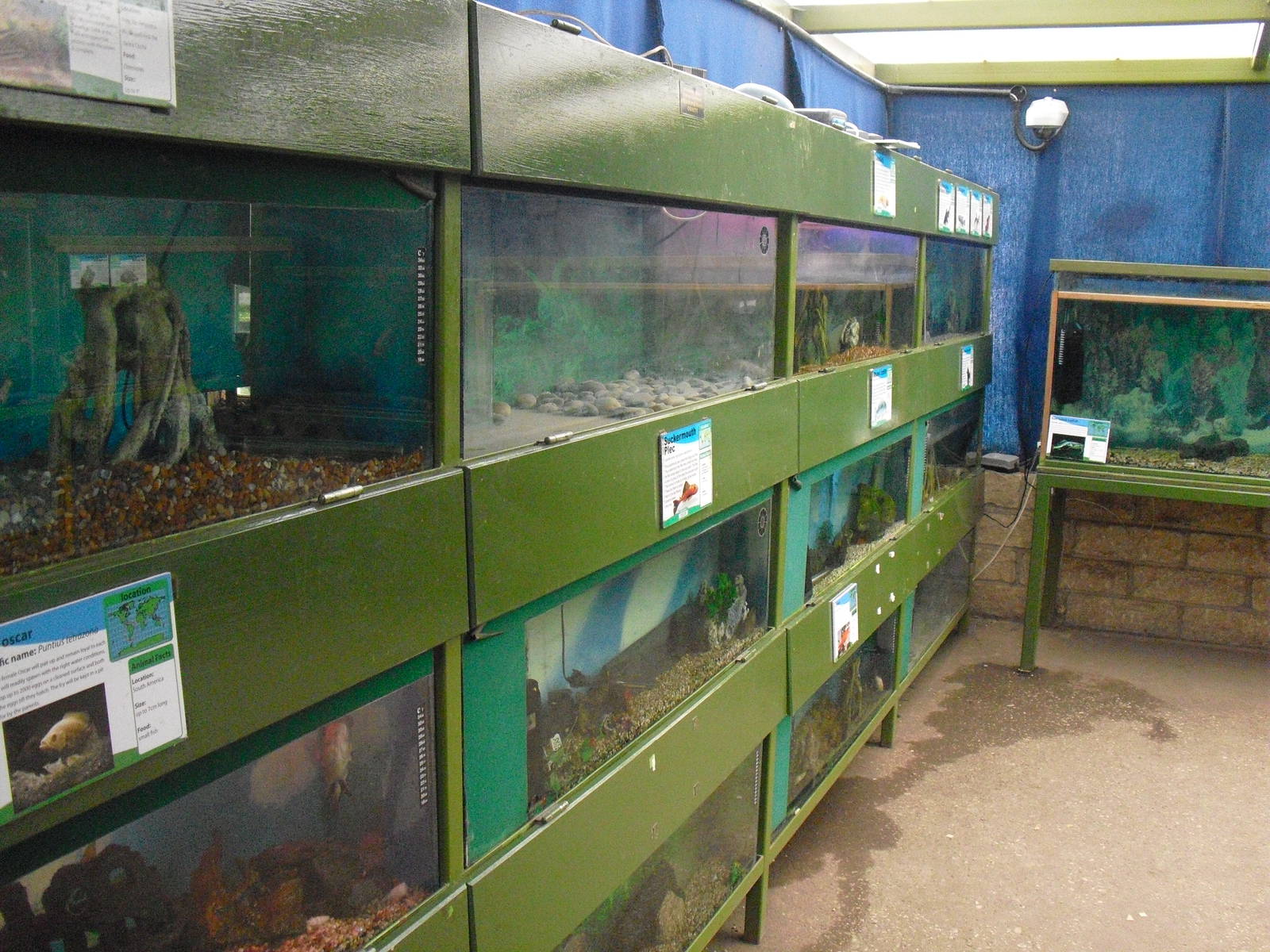 Row of Aquariums - 16/10/2011