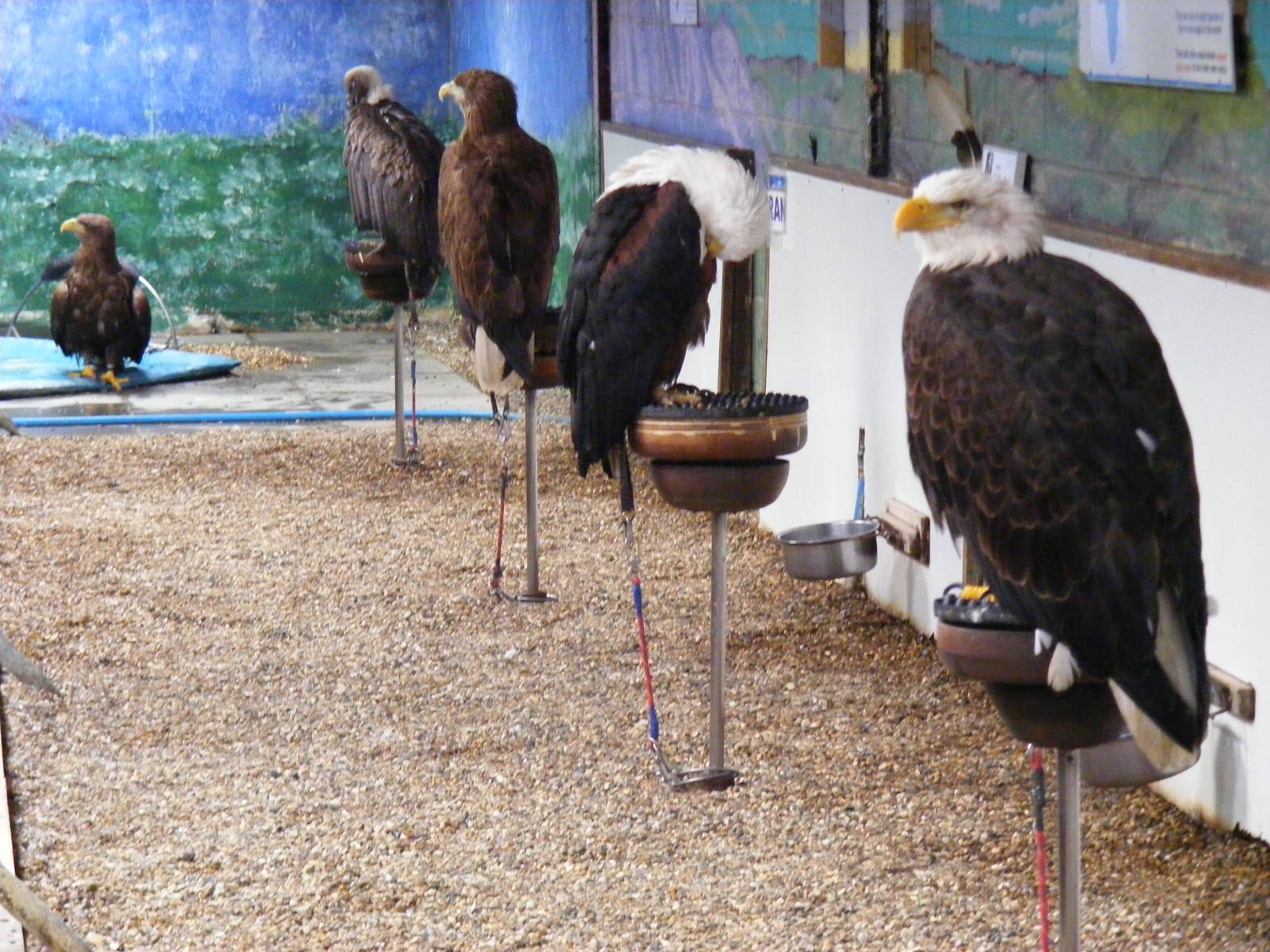 Row of birds at Eagle Heights, 10 September 2011