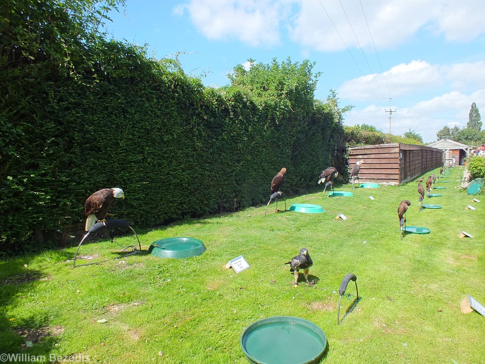 Row of Birds on Perches