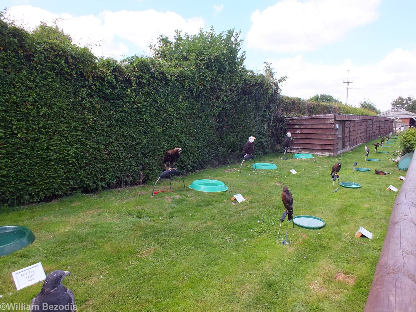 Row of Birds on Perches