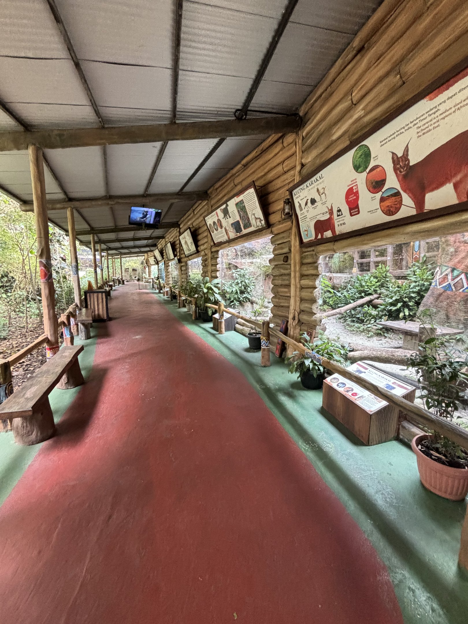 Row of Feline Exhibits