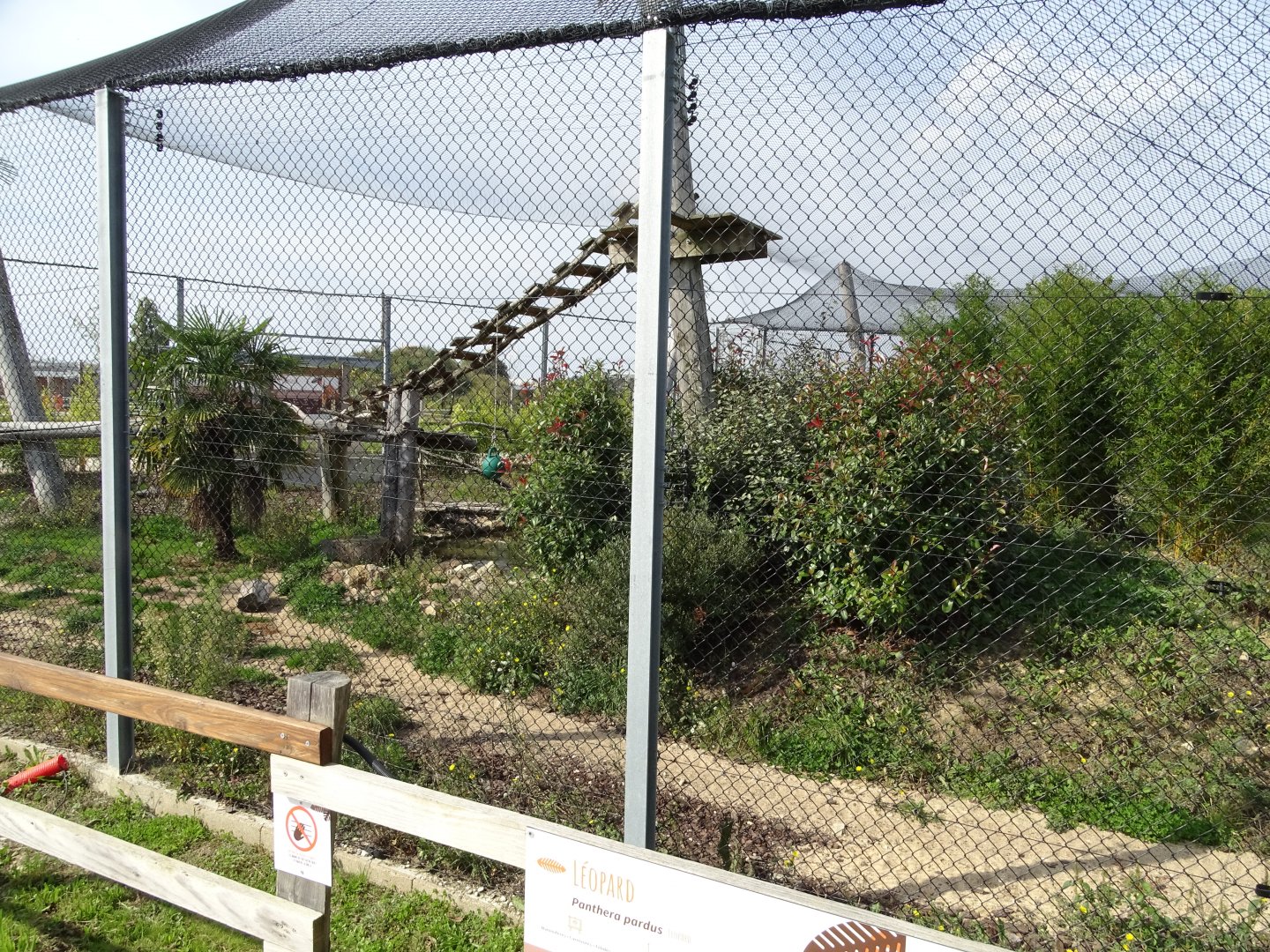 Row of leopard exhibits