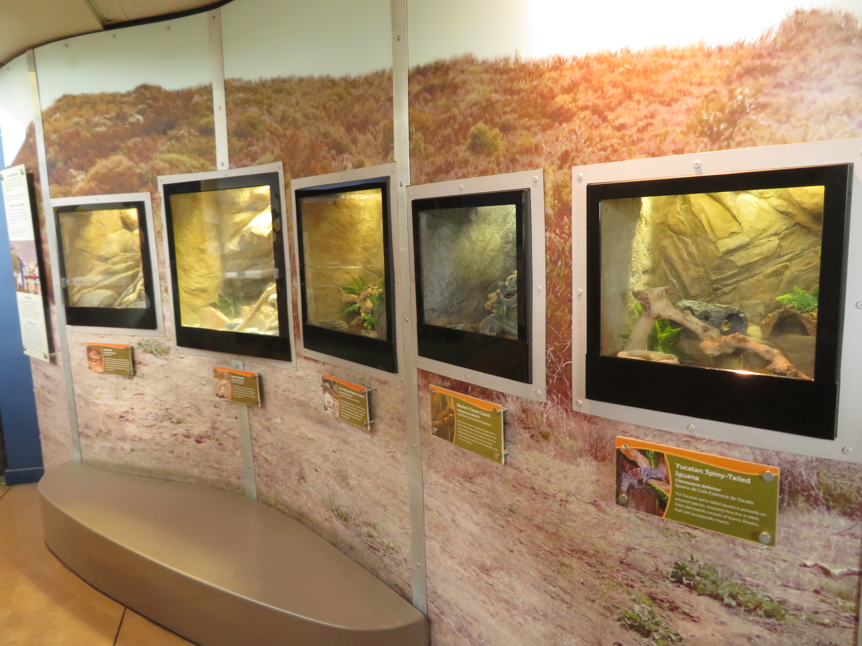 Row of Lizard Terrariums