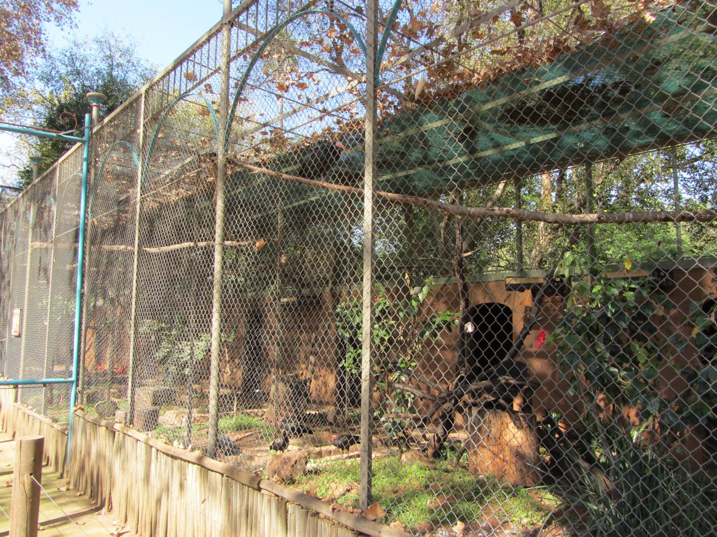 Row of Northern Bald Ibis Aviaries