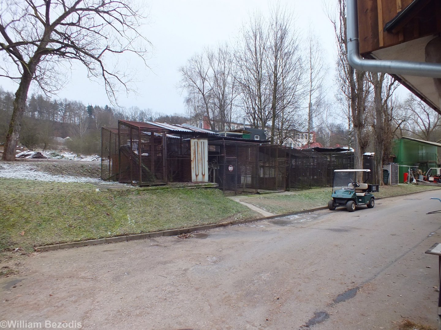 Row of Offshow Cages Holding Various Small Cats