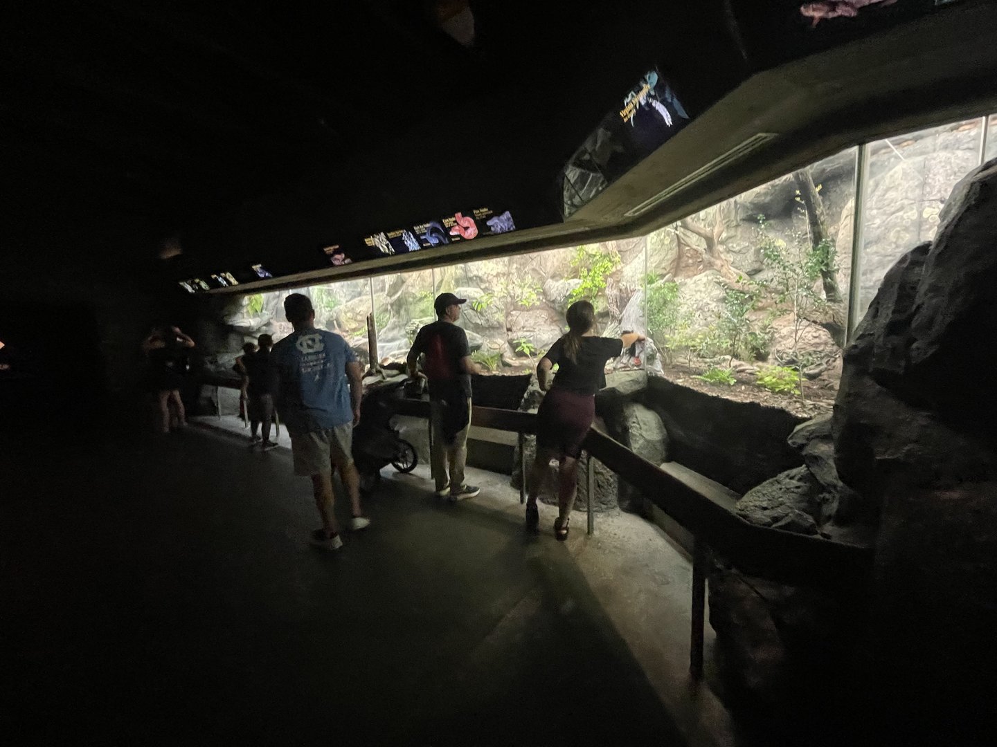 Row of reptile enclosures