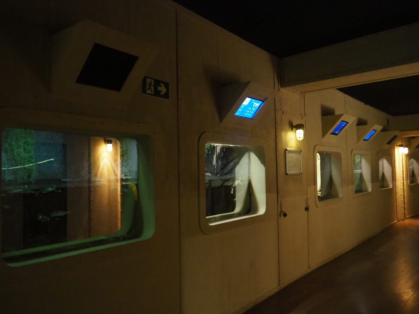 Row of turtle tanks, 2020-09-02