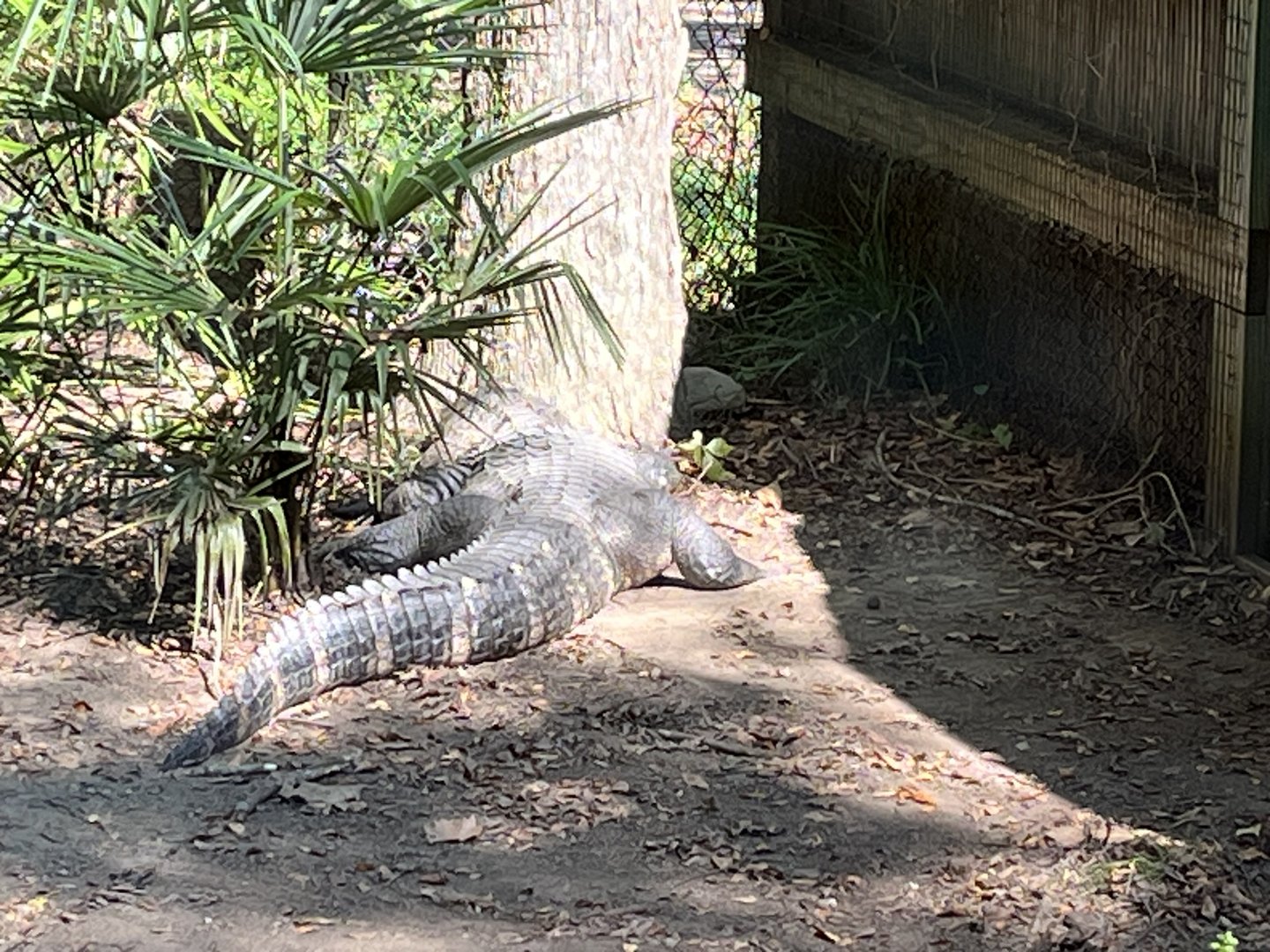 Rowan Wild-American Alligator