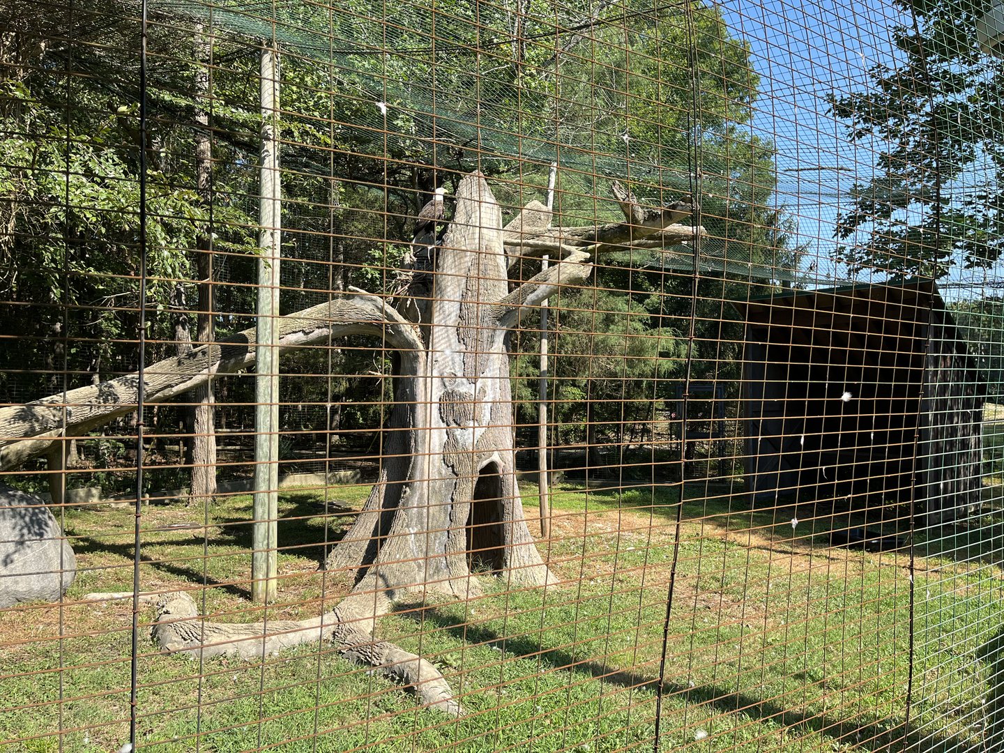 Rowan Wild-Bald Eagle Aviary