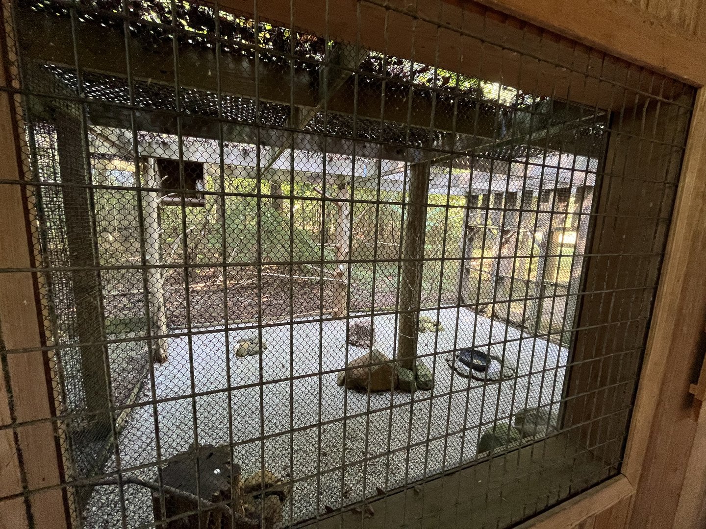 Rowan Wild-Barn Owl Aviary