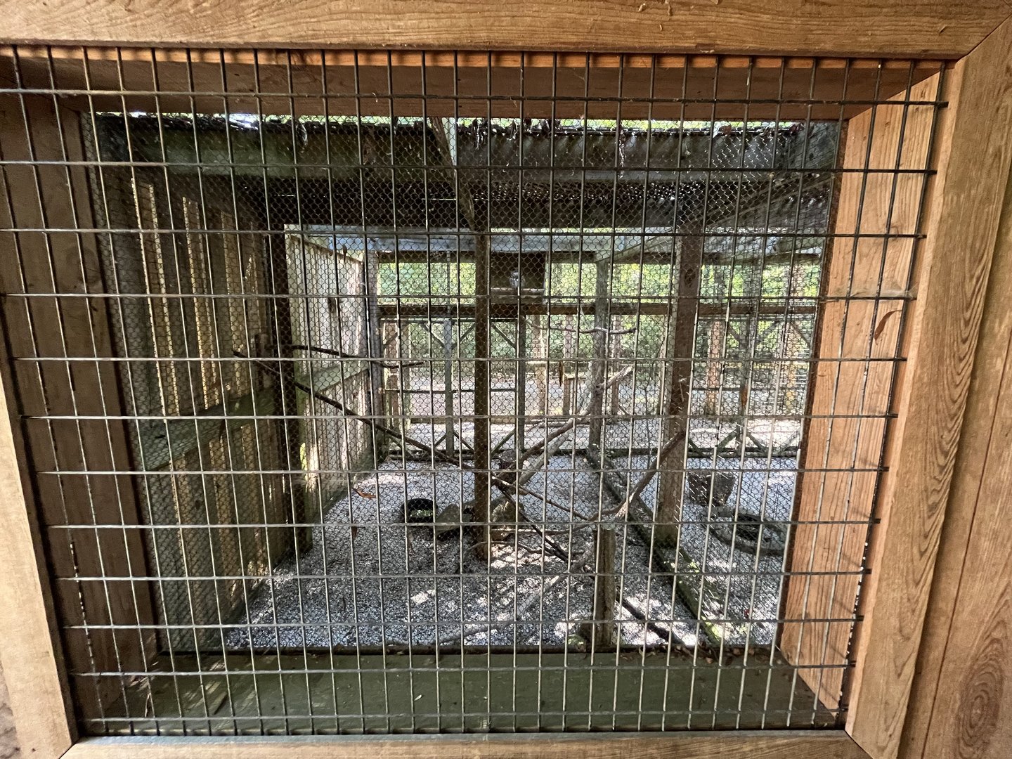 Rowan Wild-Barred Owl Aviary