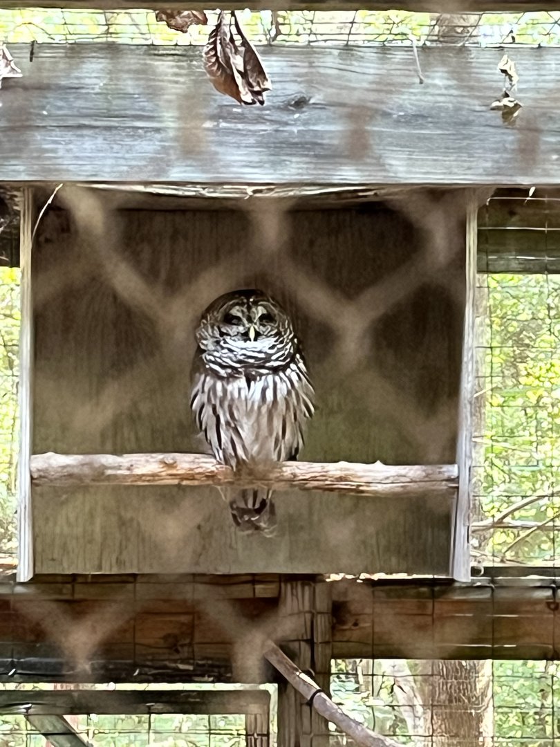 Rowan Wild-Barred Owl