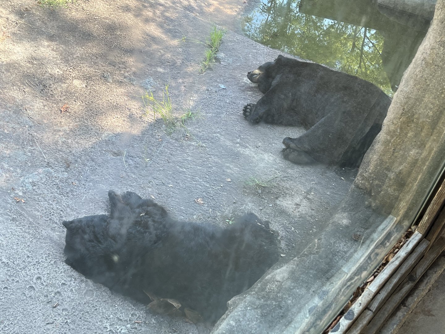 Rowan Wild-Black Bears