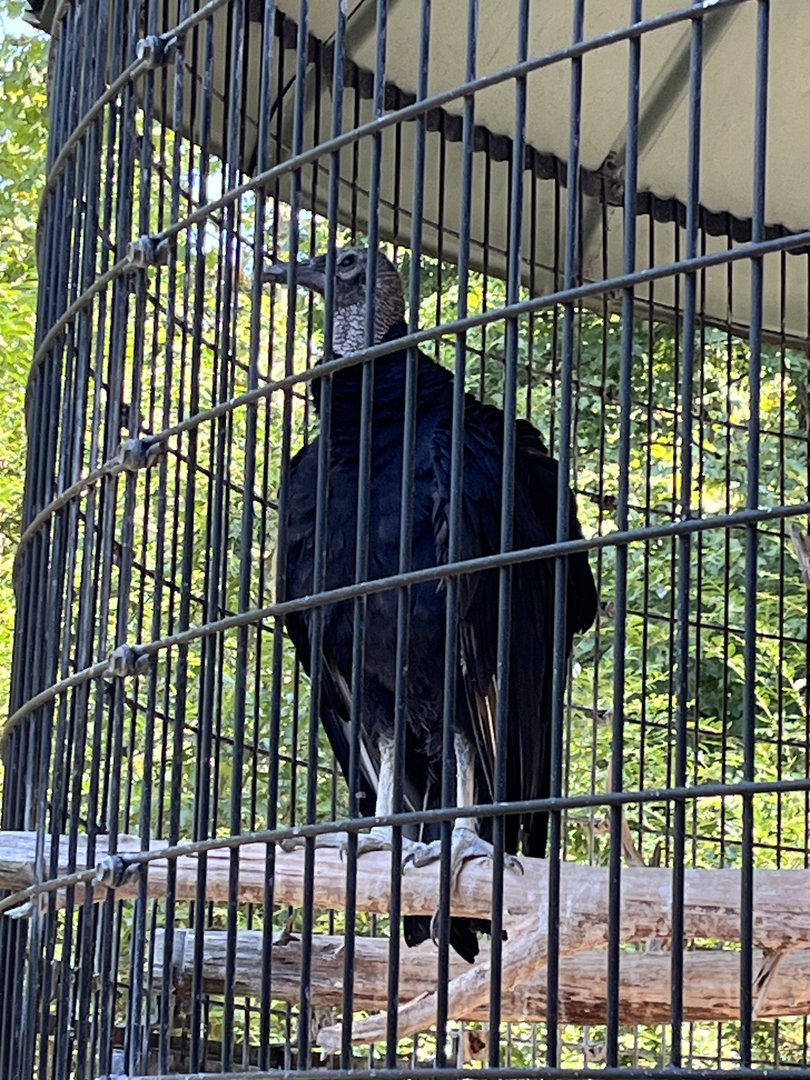 Rowan Wild-Black Vulture