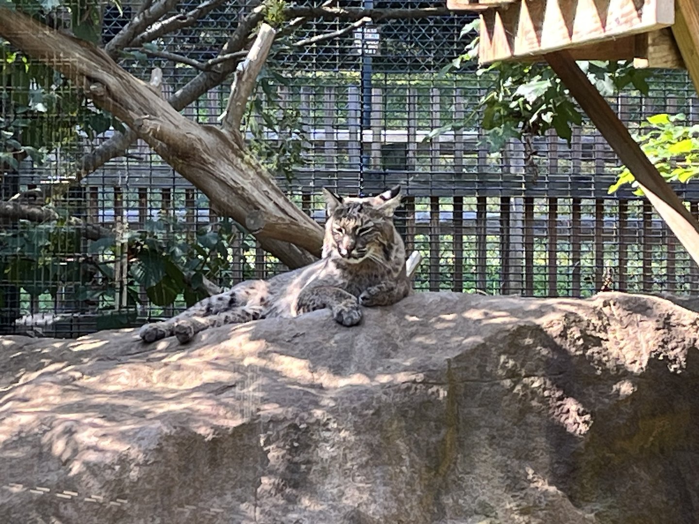 Rowan Wild-Bobcat