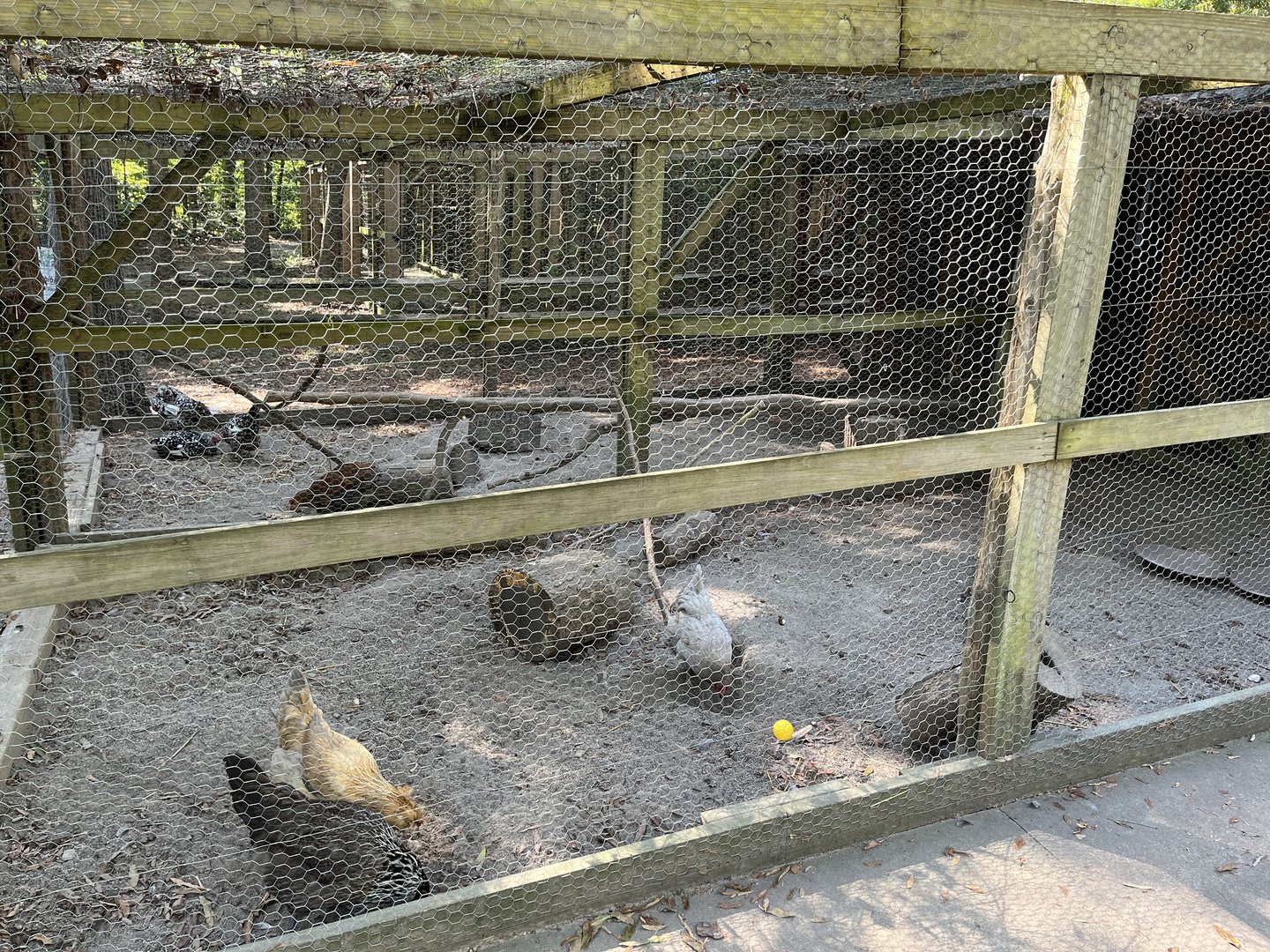 Rowan Wild-Chicken Runs