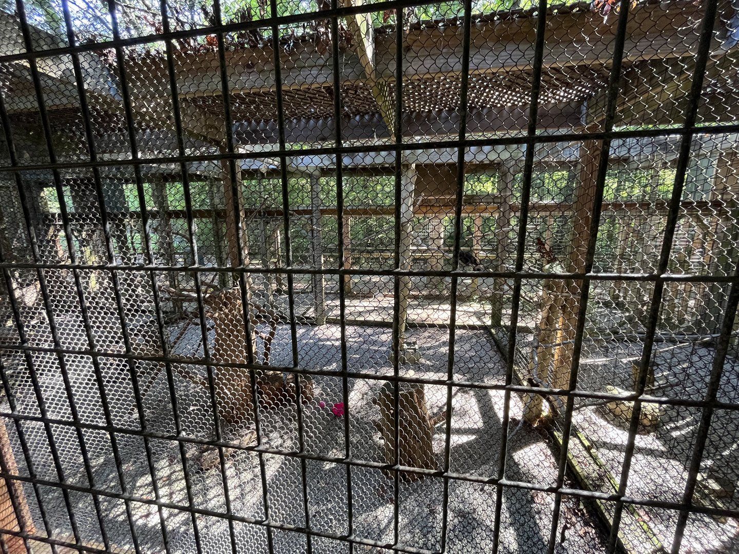 Rowan Wild-Crow Aviary